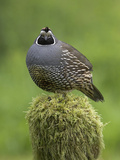 California Quail (Callipepla Californica) Perched on a Mossy Tree Stump in Victoria