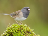 Dark Eyed Junco (Junco Hyemalis) Perched on a Rock  Victoria  BC  Canada