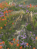 Penstemon and Indian Paintbrush Wildflowers