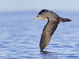 Pink-Footed Shearwater (Puffinus Creatopus) Flying over the Ocean  Victoria  British Columbia