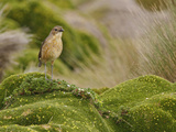 Tawny Antpitta (Grallaria Quitensis) Perched on Paramo Vegetation in the Highlands of Ecuador