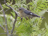 Cinerous Conebill (Conirostrum Cinereum) Perched on a Branch at Buenaventura Lodge  Ecuador