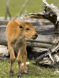 Bison Calf (Bison Bison)  Yellowstone National Park  Wyoming  USA