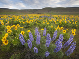 Balsamroot and Lupine Flowers  Columbia Hills  Washington  USA