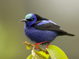 Red-Legged Honeycreeper (Cyanerpes Cyaneus)  Costa Rica