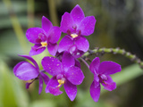 Ground Orchid (Spathoglottis Plicata)  National Orchid Garden  Singapore