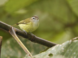 Brown-Capped Vireo (Vireo Leucophrys) Perched on a Branch  Tandayapa Valley  Ecuador