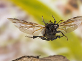 Burying  Sexton  or Carrion Beetle in Flight (Nicrophorus Orbicollis)  Texas  USA