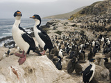 King Shag or Cormorant(Phalacrocorax Atriceps Albiventer) Nesting Colony  Falkland Islands