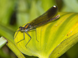 Female River Jewelwing (Calopteryx Aequabilis)