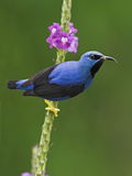 Shining Honeycreeper  Costa Rica