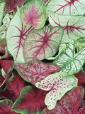 Caladium Leaves Showing Variegation and Venation