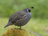 California Quail (Callipepla Californica) Perched on a Mossy Rock in Victoria  British Columbia