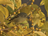 Ruby-Crowned Kinglet (Regulus Calendula) Perched in Fall-Colored Foliage  Toronto  Ontario  Canada