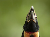 Collared Aracari Head (Pteroglossus Torquatus)  Costa Rica