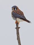 American Kestrel (Falco Sparverius) Perched on a Branch  Ontario  Canada