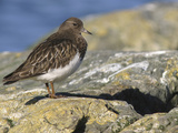 Black Turnstone (Arenaria Melanocephala) Along the Shoreline in Victoria  British Columbia  Canada