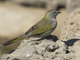 Green-Tailed Towhee (Pipilo Chlorurus) in Oregon  USA