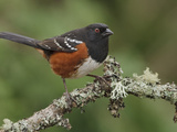 Spotted Towhee (Pipilo Maculatus) Perched on a Branch  Victoria  BC  Canada