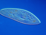 Living Paramecium Caudatum Ciliate Protozoa  LM X110