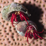 Red Reef Hermit Crabs in their Shell Homes (Paguristes Cadenati)  Bonaire  Netherlands Antilles