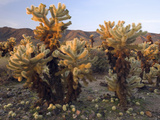 Teddy Bear or Jumping Cholla Cactus (Opuntia Bigelovii) Desert  Joshua Tree National Park