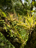 Bromeliads and Other Epiphytes on a Rainforest Tree Trunk  Osa Peninsula  Costa Rica