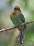 Broad-Billed Motmot  Costa Rica