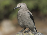 Clark's Nutcracker (Nucifraga Columbiana)  Canadian Rockies