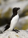 Razorbill (Alca Torda)  Maine  USA