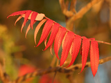 Sumac Leaves in the Fall  North America