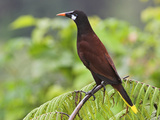 Montezuma Oropendola  Costa Rica
