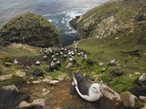 Black-Browed Albatross Nesting Colony (Thalassarche Melanophrys)  Falkland Islands