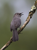 Gray Catbird (Dumetella Carolinensis) Male Vocalizing  Virginia  USA