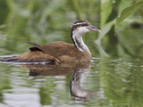 Sungrebe (Heliornis Fulica) Swimming in a Tributary of the Napo River  Amazonian Ecuador