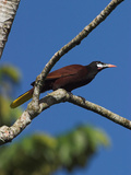 Montezuma Oropendola  Costa Rica