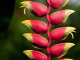 Lobster Claw Heliconia (Heliconia Rostrata)  Costa Rica