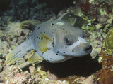 Blackspotted Puffer (Arothron Nigropunctatus)  Blackspotted Puffer