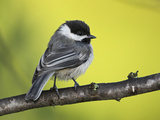 Black-Capped Chickadee (Poecile Atricapillus) Perched on a Branch  Ontario Canada