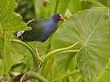 Purple Gallinule (Porphyrula Martinica) Perched on an Aquatic Plant  Napo River  Amazonian Ecuador