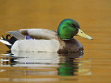 Male Mallard Duck (Anas Platyrhynchos) Swimming on a Pond  Victoria  BC  Canada