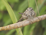 Ladder-Tailed Nightjar (Hydropsalis Climacocerca) Perched on a Branch
