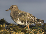 Black Turnstone (Arenaria Melanocephala) Along the Shoreline in Victoria  British Columbia  Canada