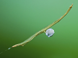Twig-Like Feather-Legged Spider with Prey