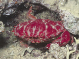 Reef Crab (Etisus Splendidus)  Fiji