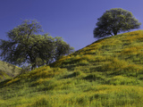 Oaks and Spring Wildflowers in Lost Hills  California  USA