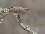 Curve-Billed Thrasher (Toxostoma Curvirostre) Calling from a Branch in South Texas  USA