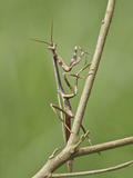 A Praying Mantis Perched on a Branch at the Mindo Loma Reserve in Northwest Ecuador