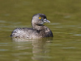 Least Grebe (Tachybaptus Dominicus)  South Texas  USA