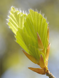 Beech Leaf Bud Opening (Fagus Sylvatica)
